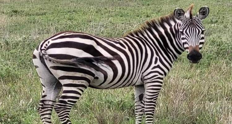 7 Days Luxury Lodge Safari - kilimanjaro habitas 3