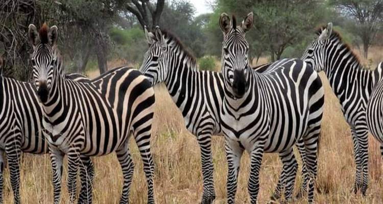 7 Days Luxury Lodge Safari - kilimanjaro habitas 6