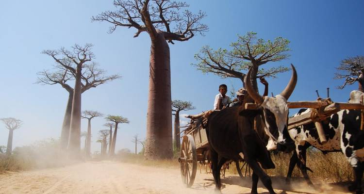 Madagascar | Discovering the wonders of the east, the west and the south - HT Agency Tours 4