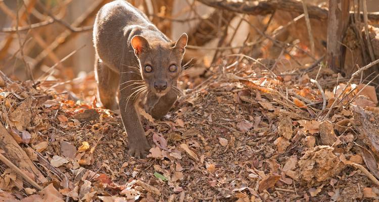Madagascar | Discovering the wonders of the east, the west and the south - HT Agency Tours 3