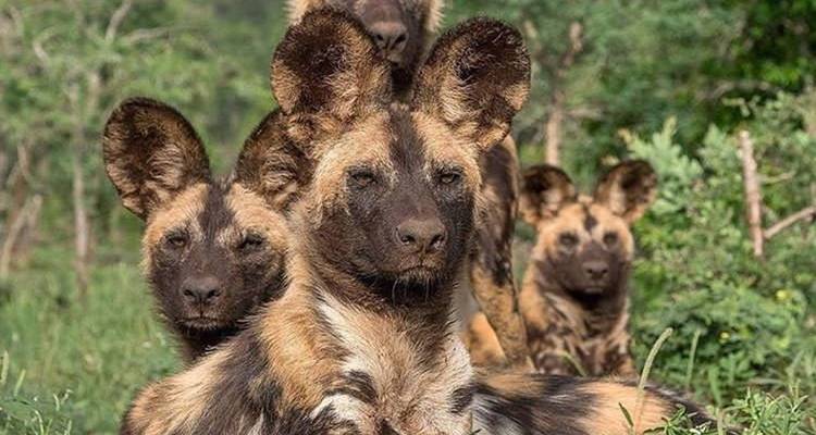 Roedel Afrikaanse wilde honden rustend in het gras.