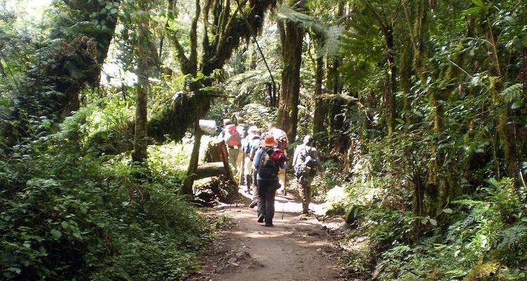 7 días de escalada al Kilimajaro por la Ruta Marangu y 1 viaje de un día al pueblo de Maasai + circuito de un día a las fuentes calientes de Kikuletwa + 3 noches de estancia en hotel - kilimanjaro habitas 7