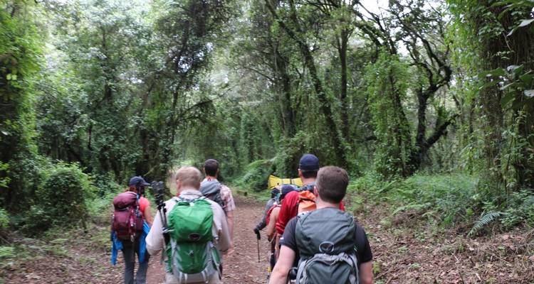 7 días de escalada al Kilimajaro por la Ruta Marangu y 1 viaje de un día al pueblo de Maasai + circuito de un día a las fuentes calientes de Kikuletwa + 3 noches de estancia en hotel - kilimanjaro habitas 8