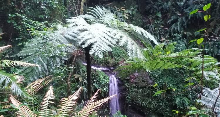7 días de escalada al Kilimajaro por la Ruta Marangu y 1 viaje de un día al pueblo de Maasai + circuito de un día a las fuentes calientes de Kikuletwa + 3 noches de estancia en hotel - kilimanjaro habitas 10