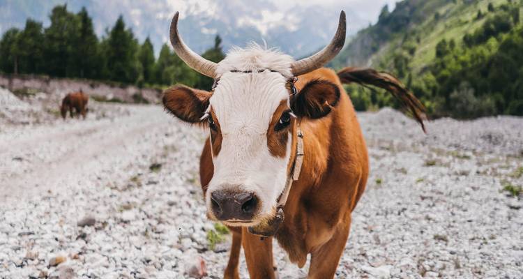 Semi-Private Hiking Tour; Komani Lake & Valbona Valley in 3 Days - Choose Balkans 9