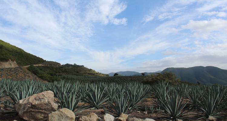 Plantation d'agaves avec des montagnes à l'arrière-plan sous un ciel nuageux.