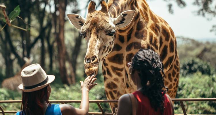 Dos personas interactuando con una jirafa por encima de una valla.