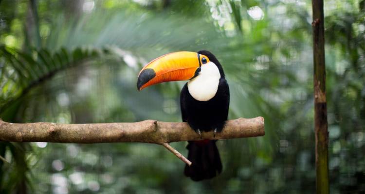 Costa Rica Escape - Wingbuddy 3