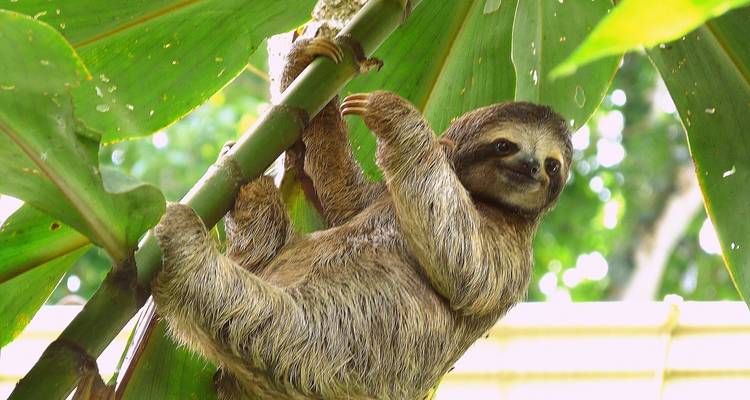 Costa Rica Escape - Wingbuddy 9