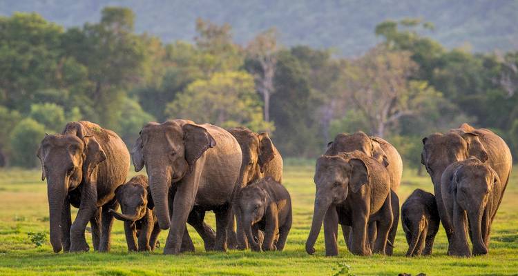Splendeurs du Sri Lanka - Passage Holidays 4