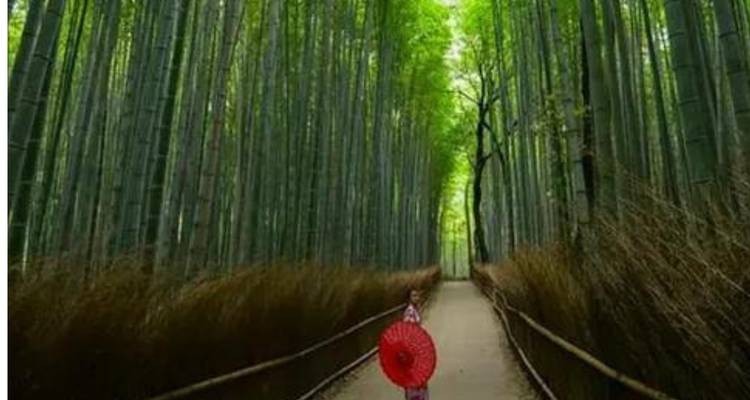 Discover Japan on a Budget: 8-Day Ultimate Starter - Vio Travel 10