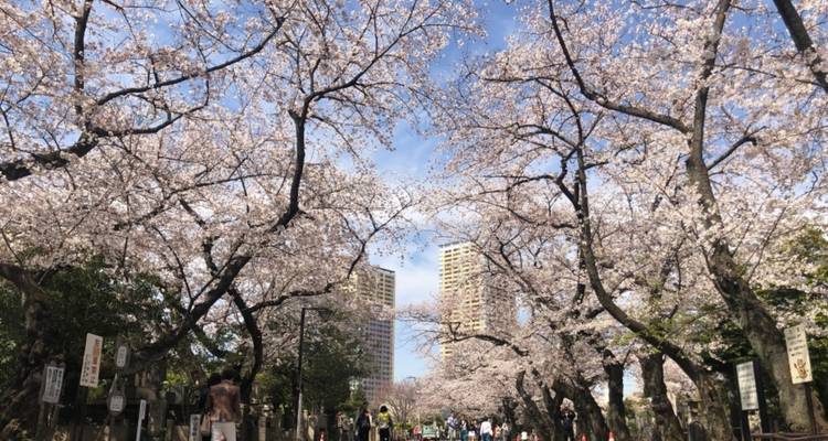 Kirschblüten in voller Blüte entlang eines städtischen Gehwegs.