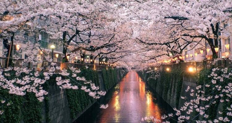 Kirschblüten, die bei Sonnenuntergang über einen Kanalweg hängen.