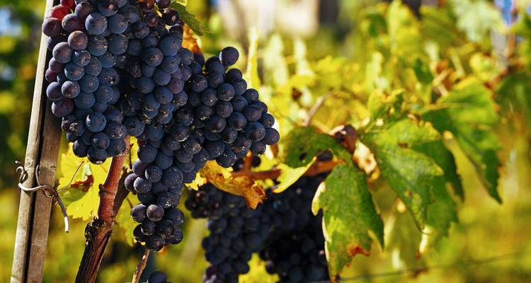Tuscany Highlights - SKR Reisen 3