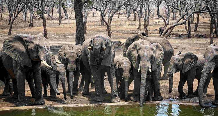 Safaris de conservación y Lago Malawi - Yellowwood Adventures Ltd 9