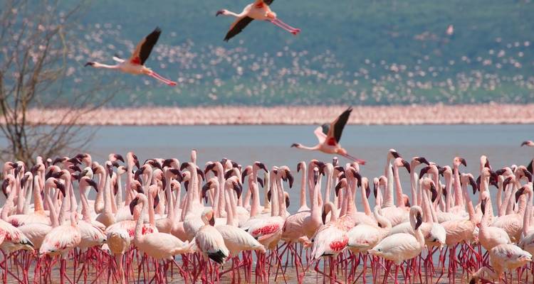 Aventura de 10 días en un safari por Kenia y vacaciones relajantes en la playa de Mombasa - Wonderful Holidays UK 2
