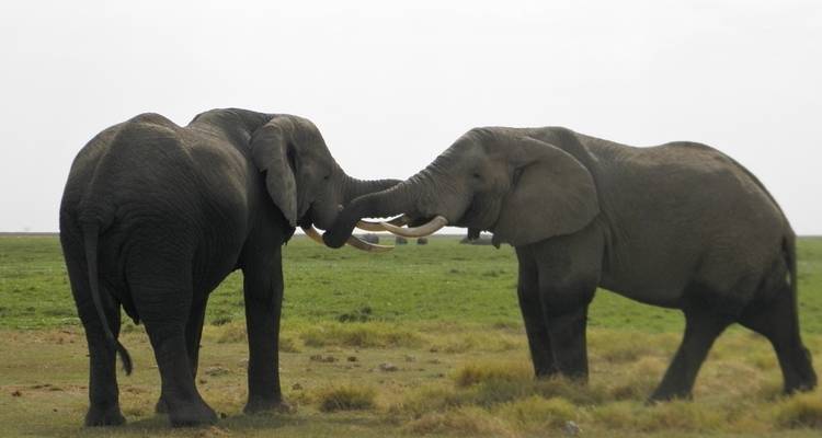 7 Days Adventurous Kenya Safari Expedition - Wonderful Holidays UK 1