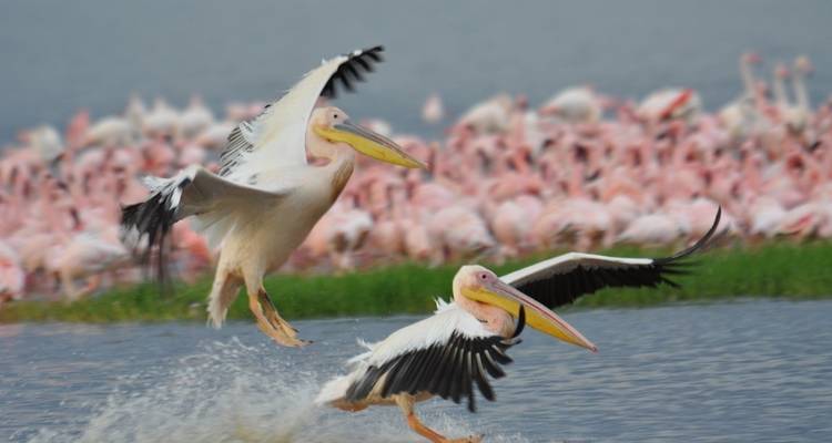 7 Days Adventurous Kenya Safari Expedition - Wonderful Holidays UK 4