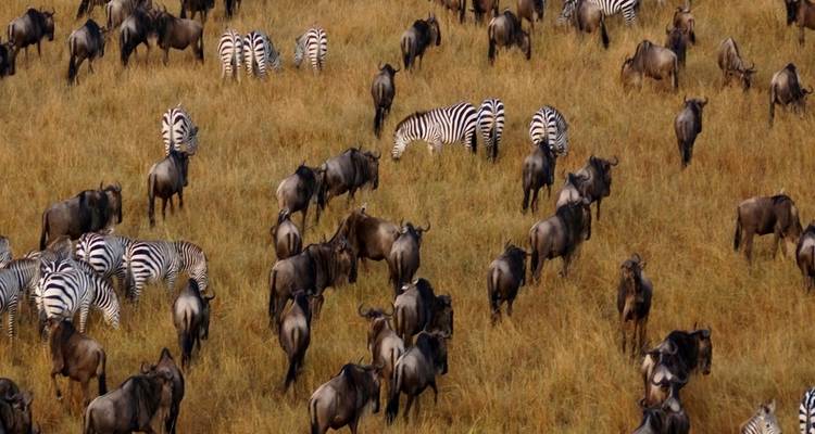 Safari passionnant au Kenya - Expédition de 7 jours - Wonderful Holidays UK 7