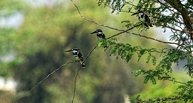 Trois oiseaux sur une branche dans un cadre naturel.
