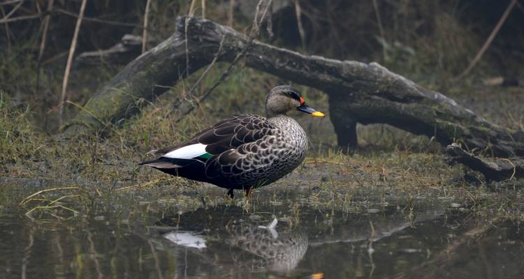 Canard sauvage près de l'eau avec du feuillage autour.