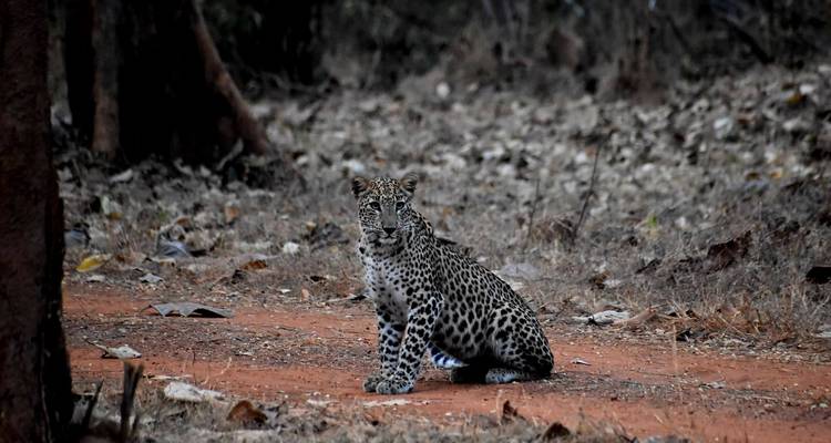 Ein Leopard, der auf einem Erdweg in einem Wald sitzt.