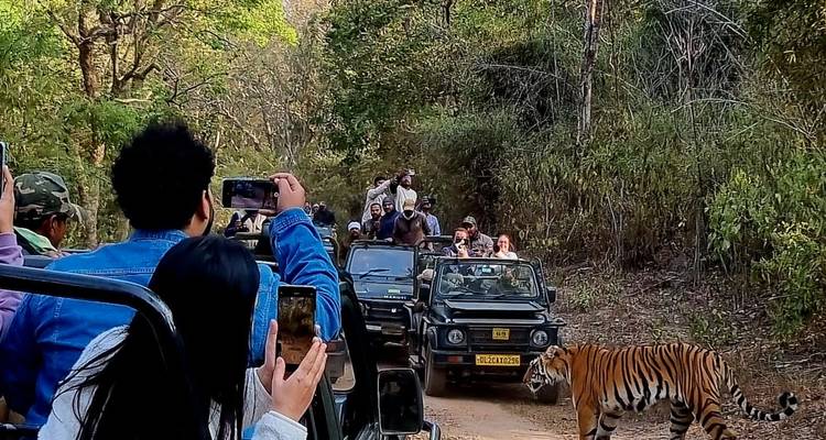 Touristen in Jeeps beobachten einen Tiger in einem Wald.