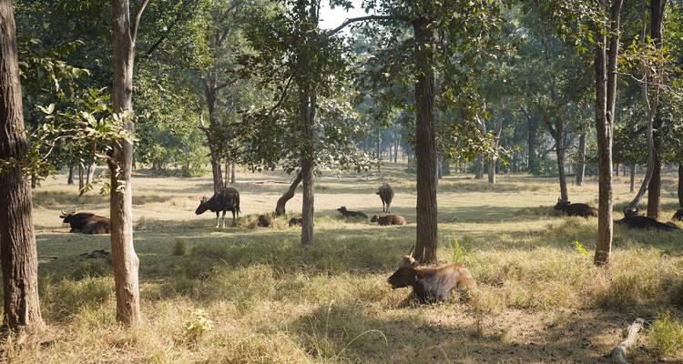 Circuit de la faune et de la flore du centre de l'Inde - GoBook India Tours 1