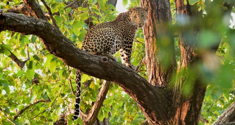 Safari des tigres en Inde avec Khajuraho - GoBook India Tours 1