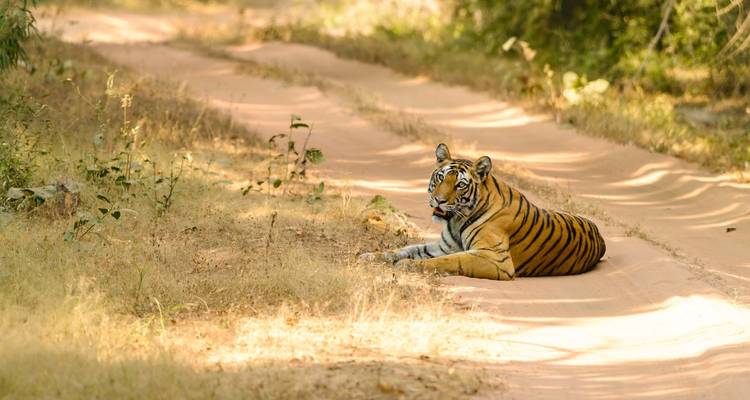 Safari des tigres en Inde avec Khajuraho - GoBook India Tours 2