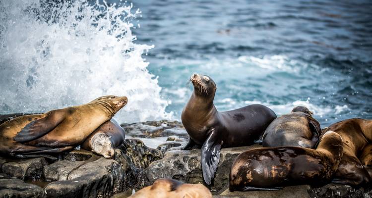 Seelöwen, die auf rauen Felsen faulenzen, während eine Welle hinter ihnen an einer wilden Küstenlinie der Galápagos-Inseln bricht.
