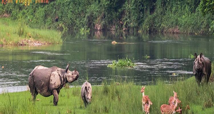 Wildtiere an einem Fluss einschließlich Nashörner