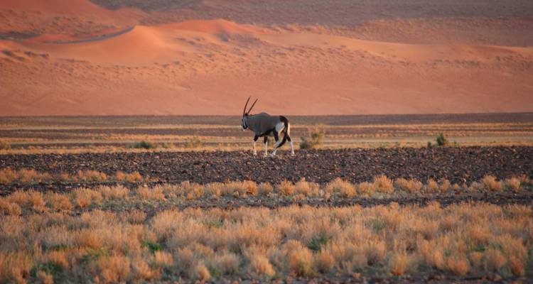 Safari express en Lodge à Sossusvlei - 3 jours * DÉPART LE VENDREDI - World Adventure Tours 7