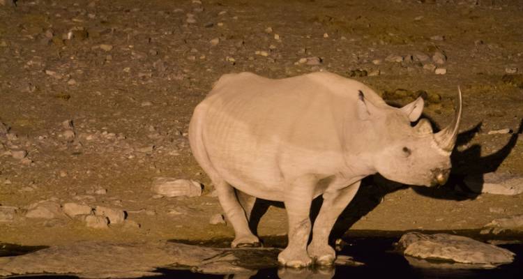 Safari express en lodge à Etosha - 3 jours * DÉPART JEUDI - World Adventure Tours 3