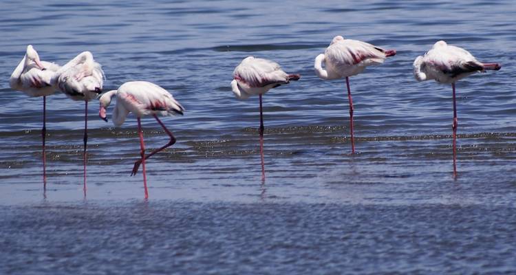 Safari de 4 jours à Swakopmund et Sossusvlei - Adventure en Lodge * DÉPART JEUDI - World Adventure Tours 2