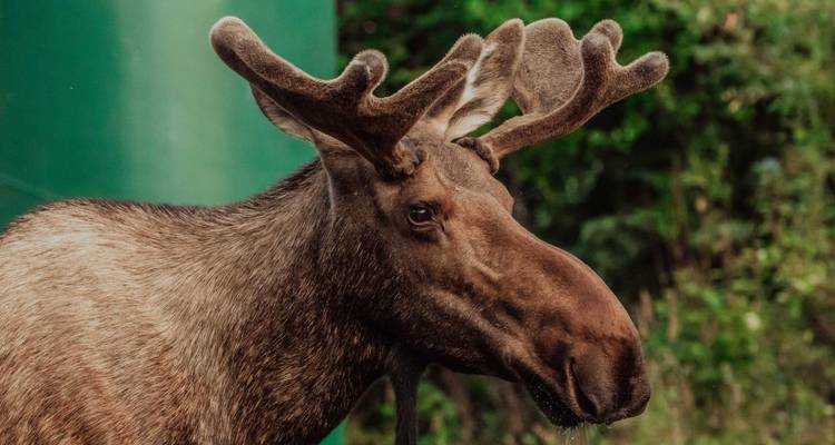 The Ultimate Alaska Grand Adventure - Omega Tours 4