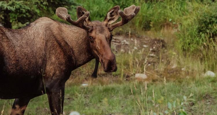 Exploration de l'Alaska - Omega Tours 4