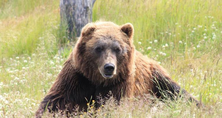 Parcs nationaux de l'Alaska - Omega Tours 4