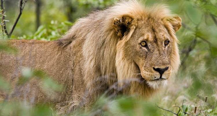 Expérience à Etosha et sur la Côte des Squelettes en 6 jours * DÉPART LE JEUDI - World Adventure Tours 3