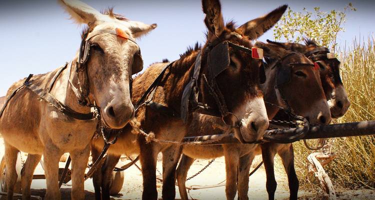 Expérience à Etosha et sur la Côte des Squelettes en 6 jours * DÉPART LE JEUDI - World Adventure Tours 2