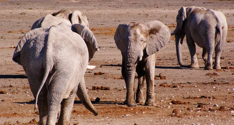 Expérience à Etosha et sur la Côte des Squelettes en 6 jours * DÉPART LE JEUDI - World Adventure Tours 10
