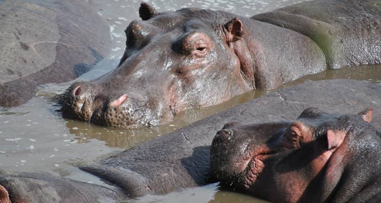 Nilpferde teilweise unter Wasser, umgeben von natürlichem Lebensraum.