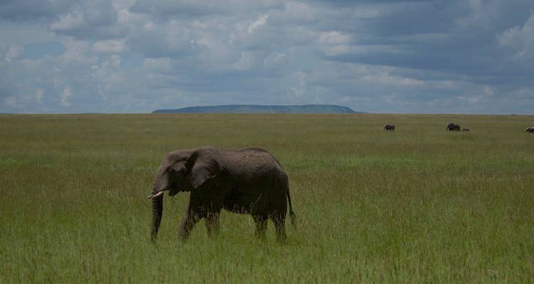 Einsamer Elefant, der durch die offene Savanne unter einem bewölkten Himmel wandelt.