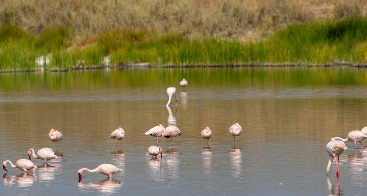 Flamingos watend in einem flachen See mit grasigen Ufern.