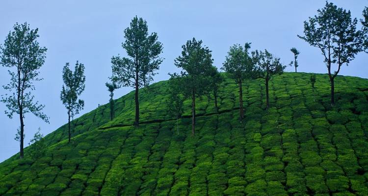 Kerala Tour With Periyar Wildlife Sanctuary - Real viaggi india  3