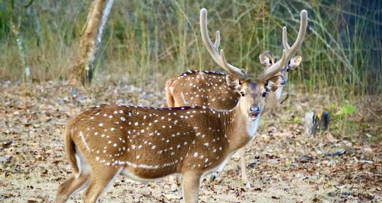 Kerala Tour With Periyar Wildlife Sanctuary - Real viaggi india  6