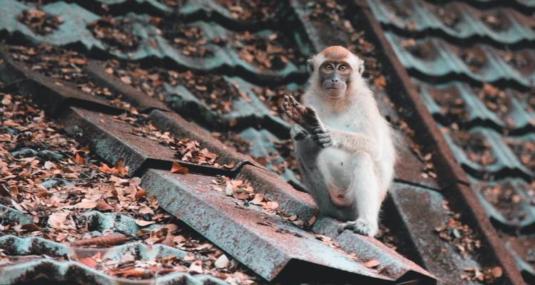 Vacaciones en familia en Borneo (12 destinations) - Intrepid Travel 4