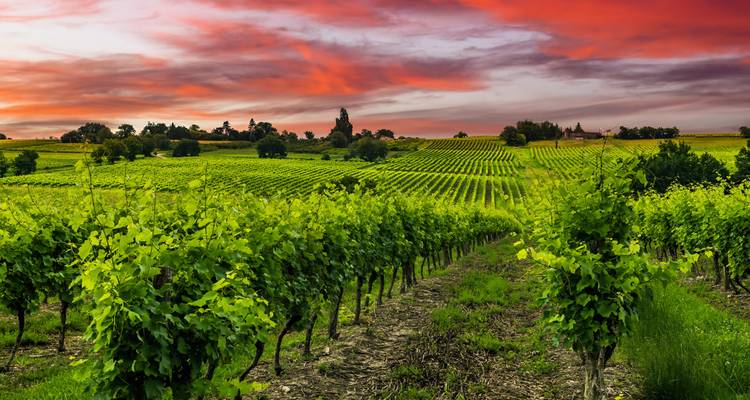 Viñedos verdes extendiéndose sobre colinas ondulantes bajo nubes de atardecer rojo ardiente en la región vinícola de Mendoza.