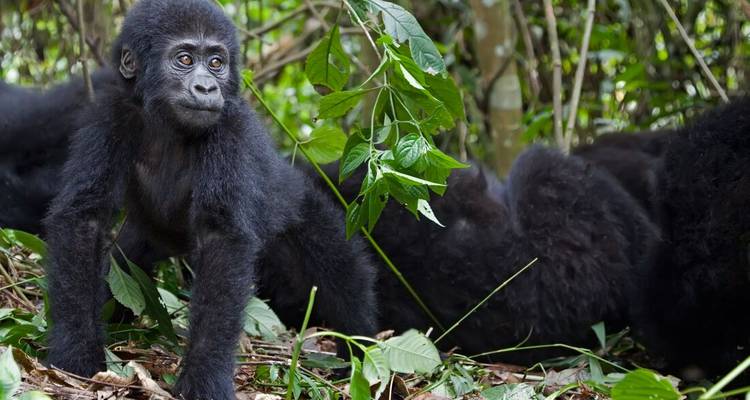 Joven gorila de montaña de pie entre el follaje, luciendo alerta y curioso