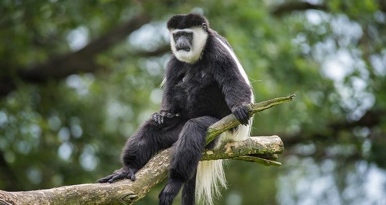 Mono colobo blanco y negro posado casualmente en una rama con fondo de bosque verde